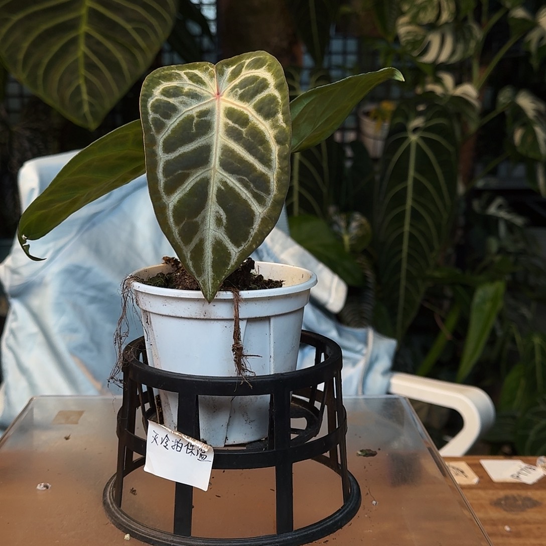 完全开放I88skg银红杂银色闪光