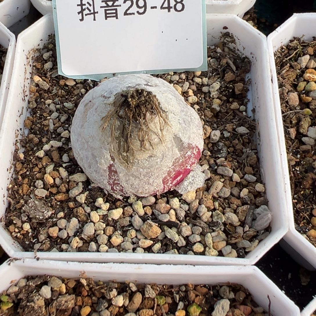 佛***怀29-48肉锥多肉植物，
