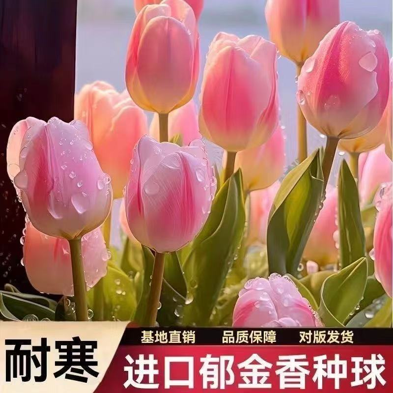 进口郁金香大种球新手水培水养耐寒植物种子阳台庭院园艺花卉盆栽