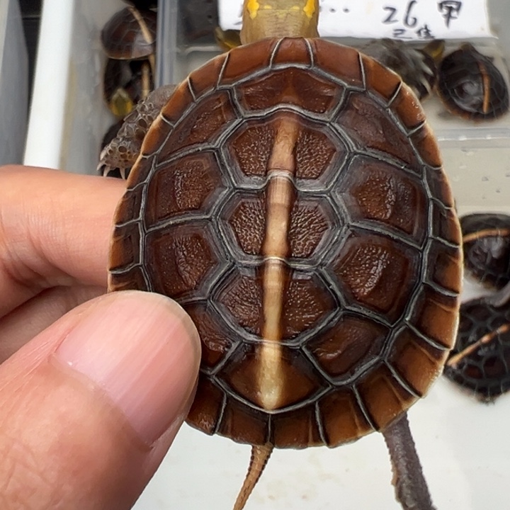 母绿毛龟惺*啦啦了我