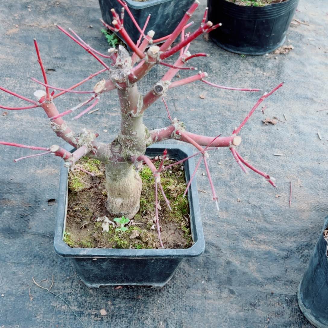 ?***卡枫树枫树枫树枫树