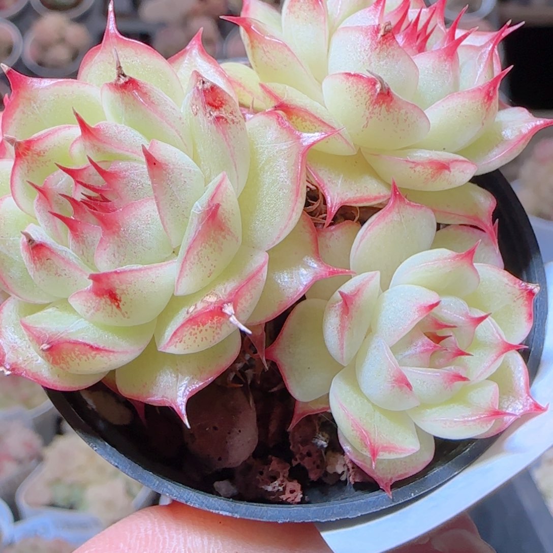 花语多肉1214-377散海胆