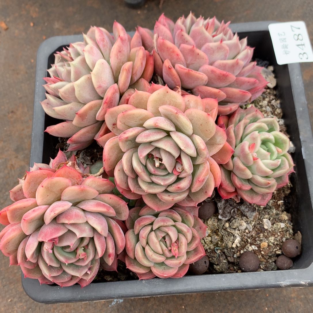 3487新年快乐发发发