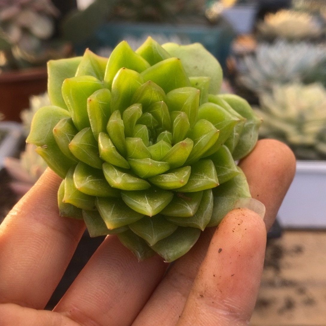 533麦秆杂锦锦锦锦锦锦