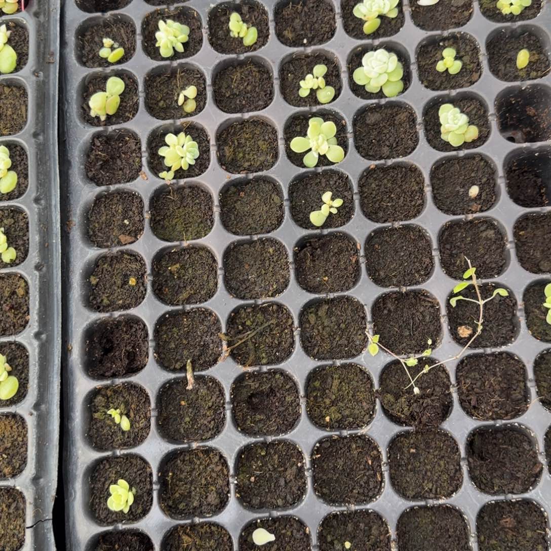 西米露4号穴1个满25包邮