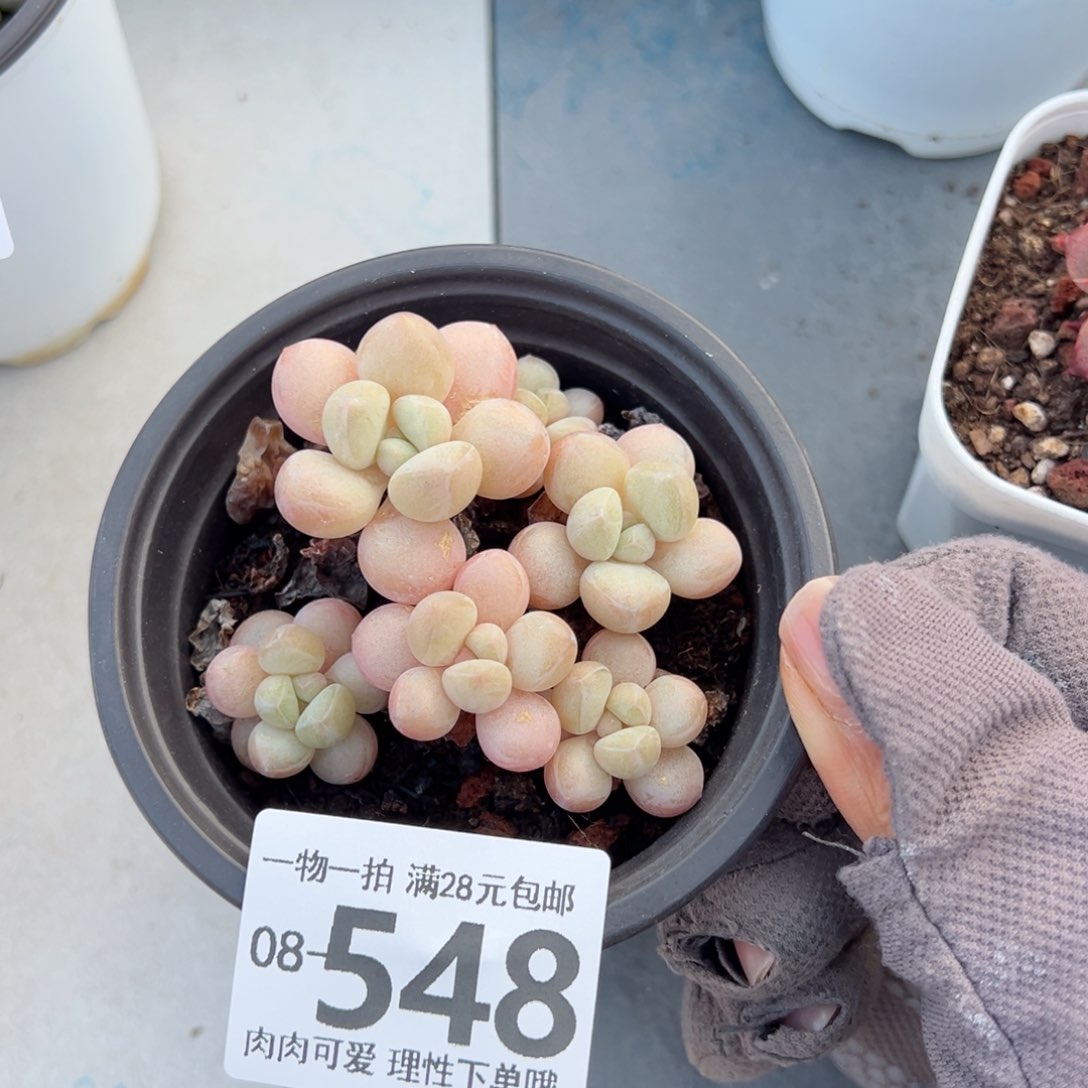 萤火虫奶多肉多多肉多肉