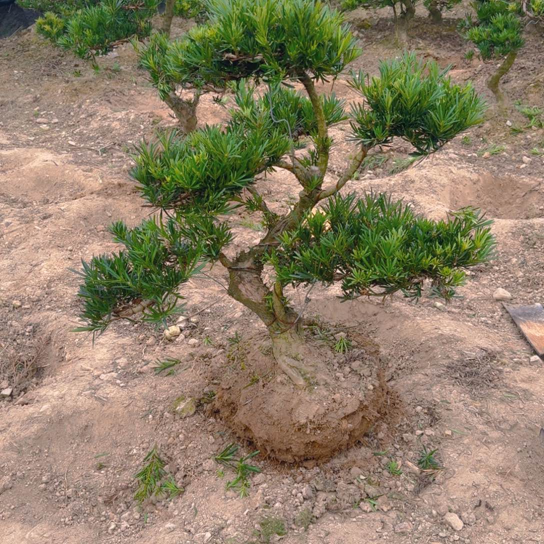 大***姐完全开放罗汉松一物一拍