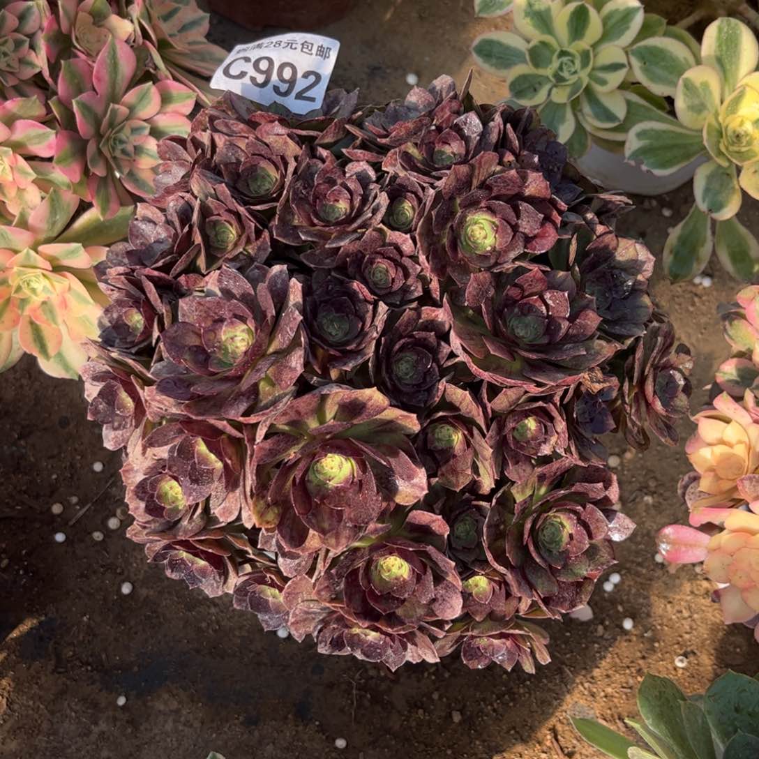 992多肉植物黑魔