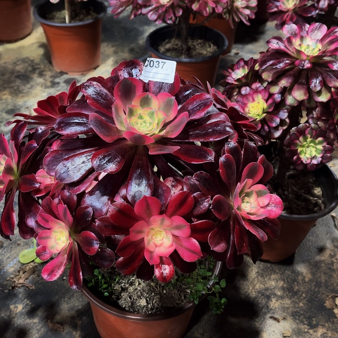 做****完全开放多肉植物037美杜莎法师