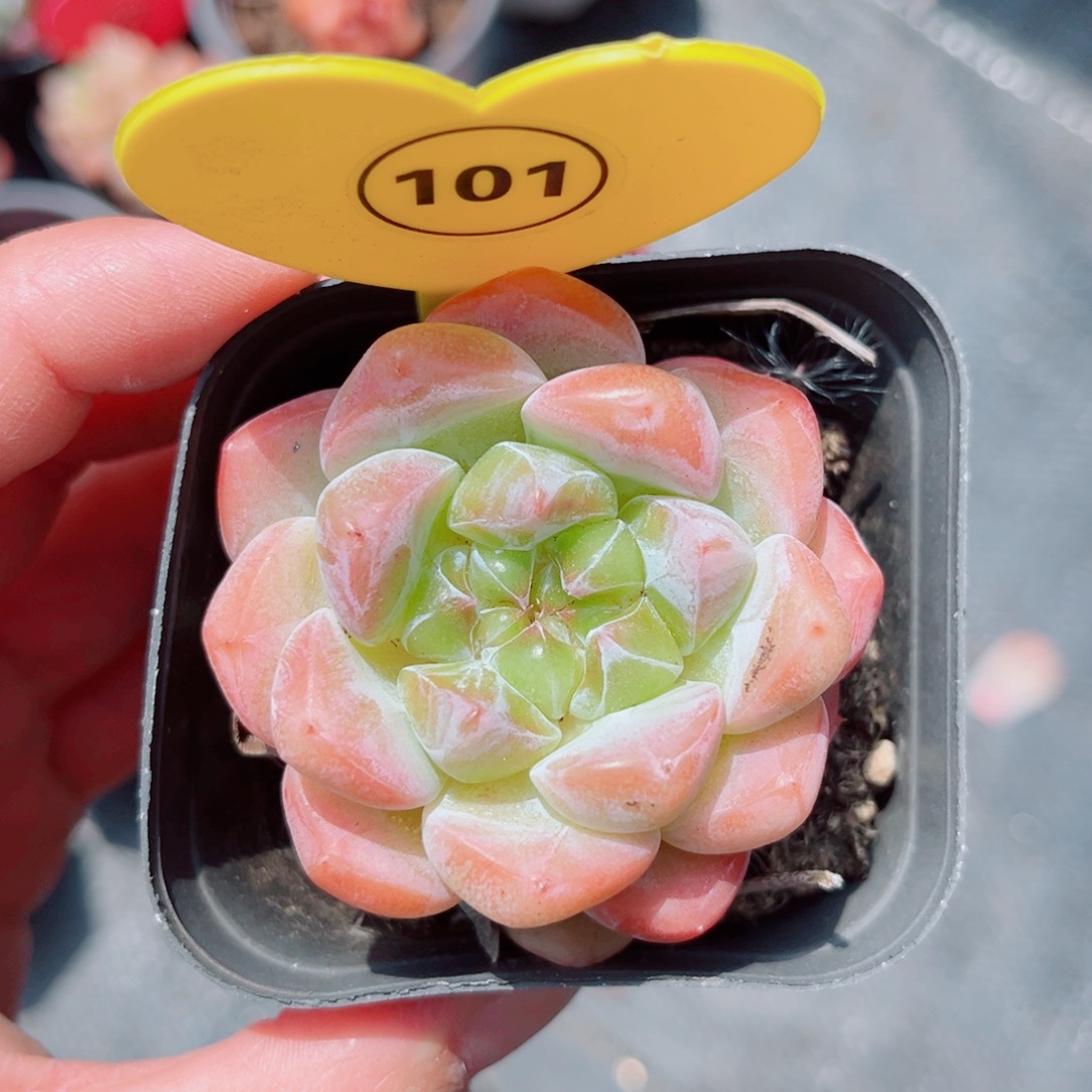 风靡园艺糖心单头