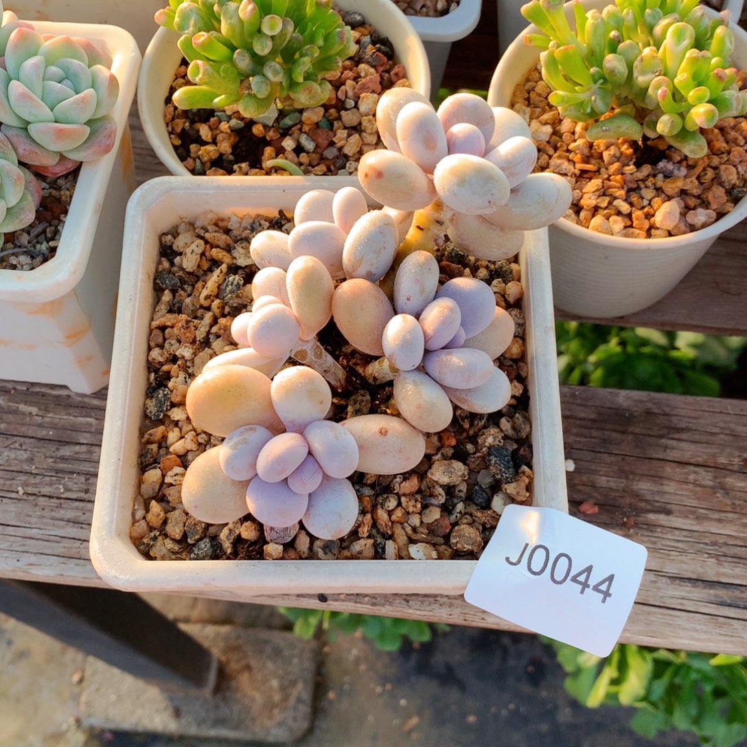 晓***丰闪购多肉1棵j0044