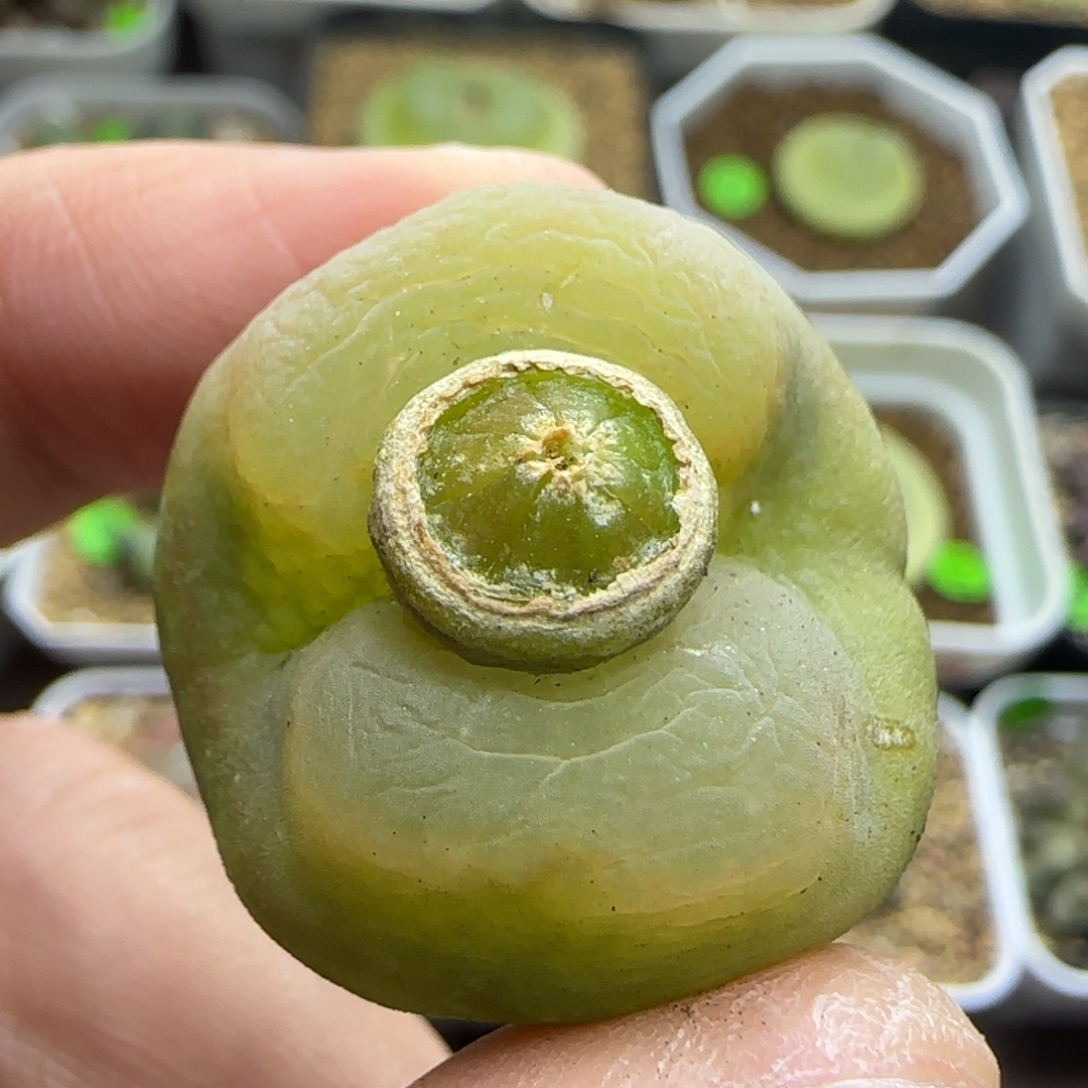 漂漂亮亮多肉植物384