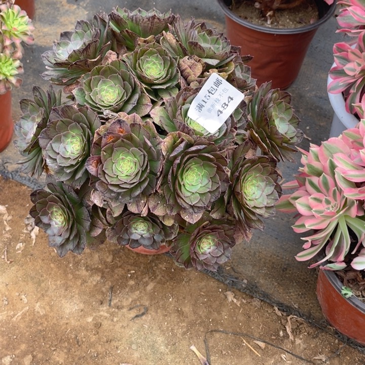 484万拉丝法师多肉断枝不售后