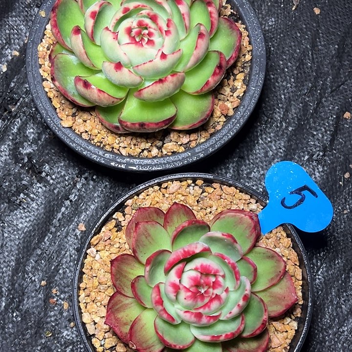 惊鸿仙子一物一拍