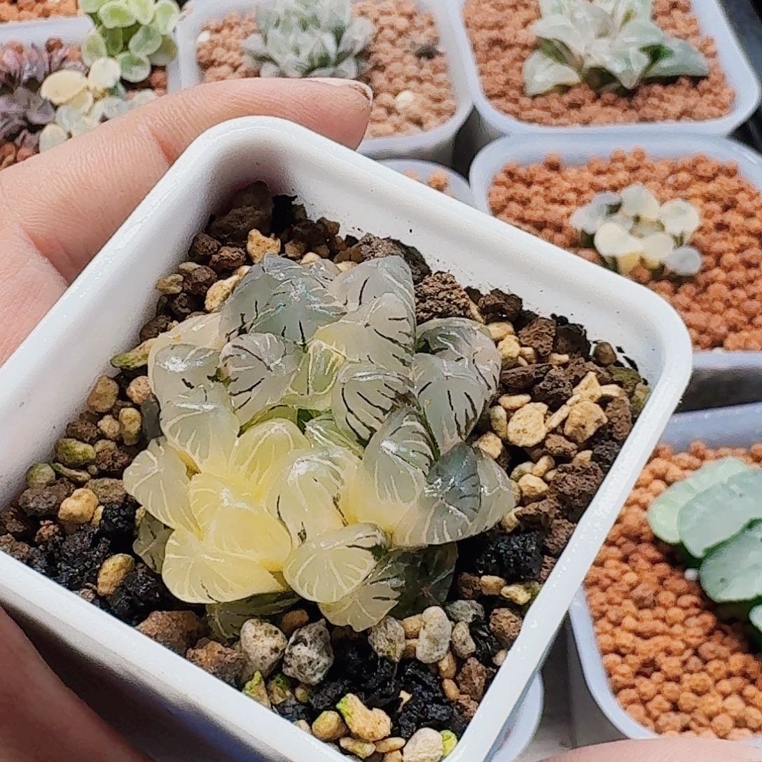 泡***芙十二卷 实生冰灯锦