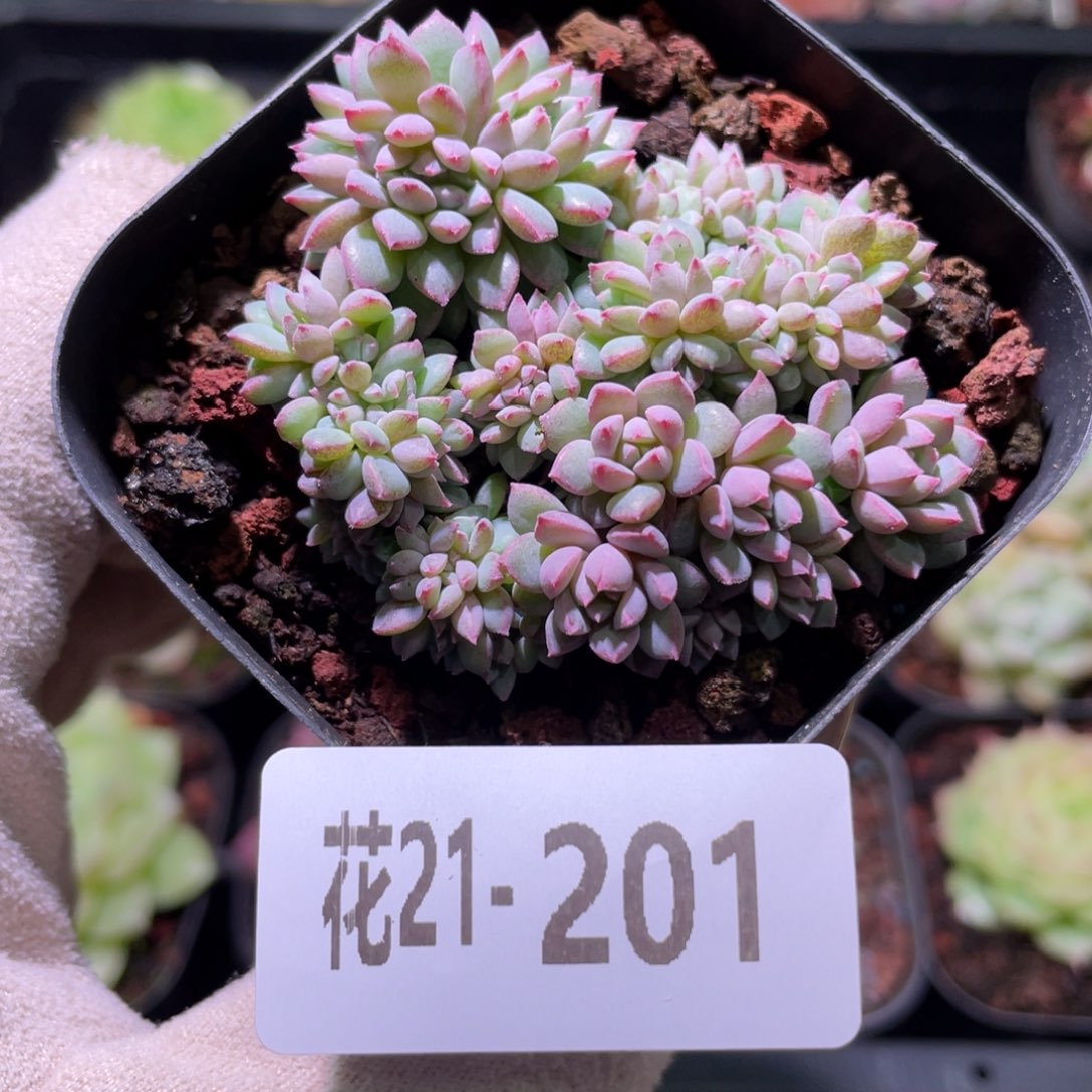 花利美21-201莱恩小精灵缀化