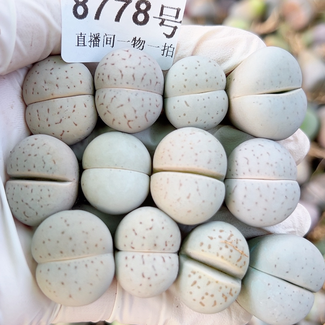 8778 好养易活生石花大母本12个