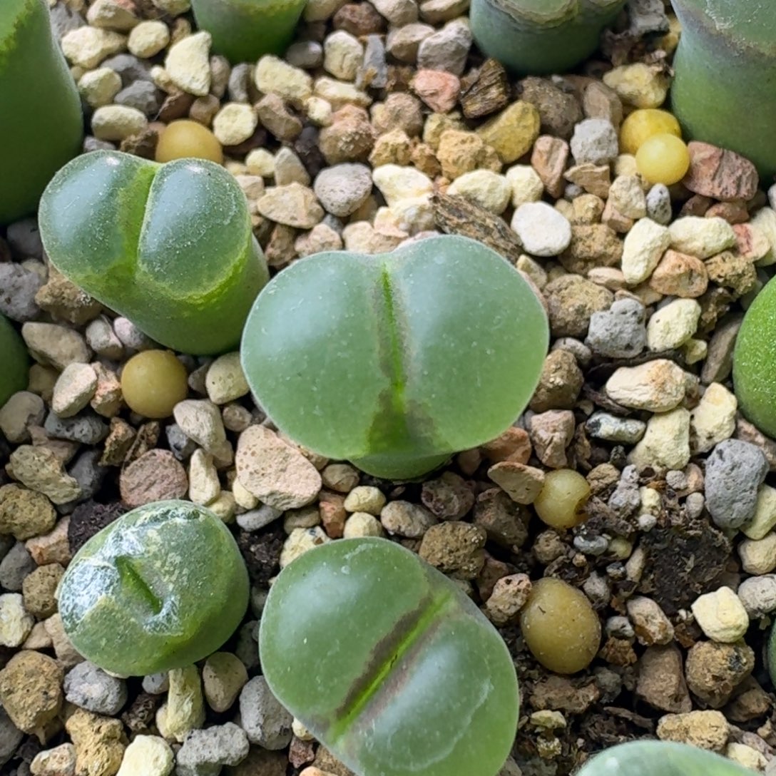 31号单头安格尼斯之眼1.2