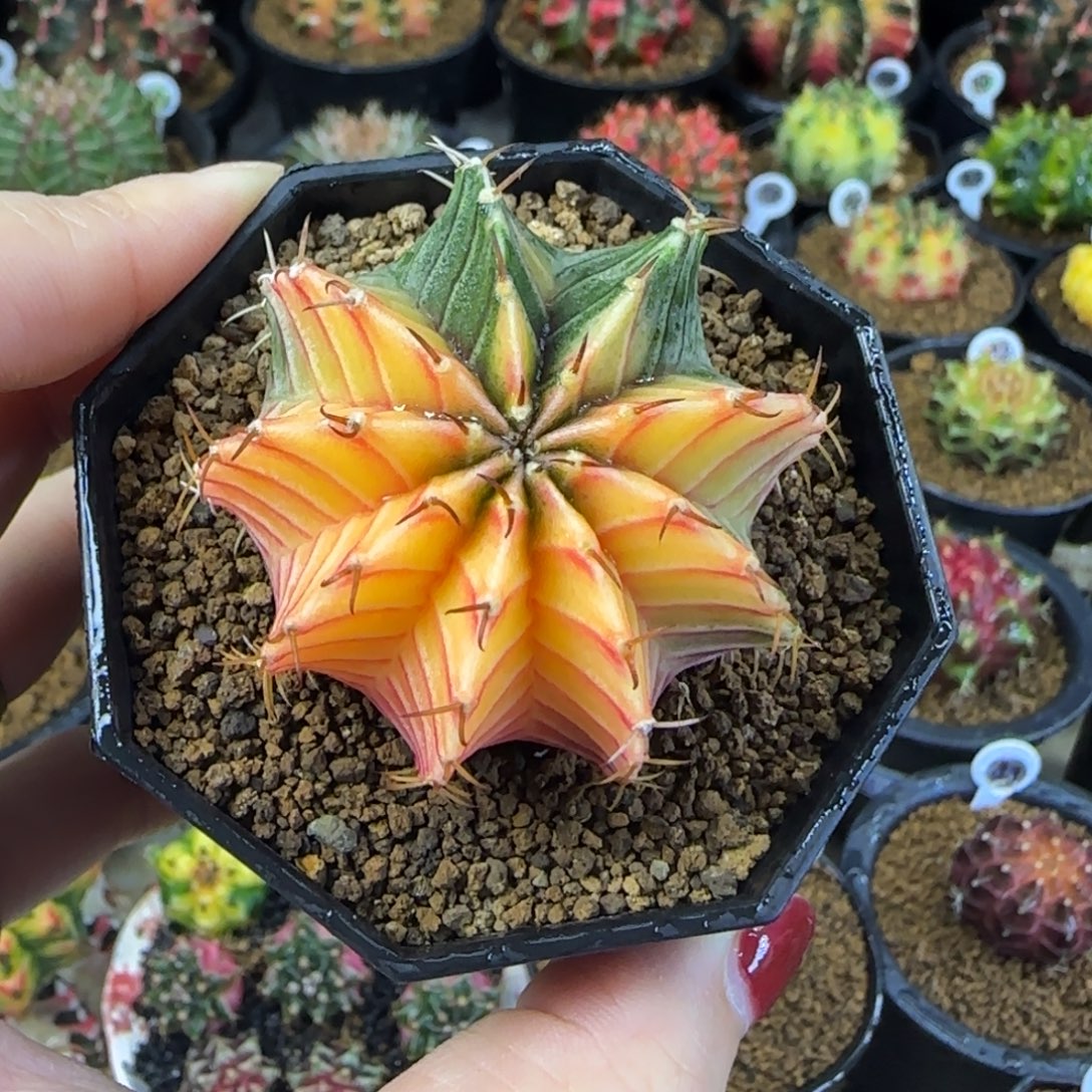 开播福利，福利价直接拍