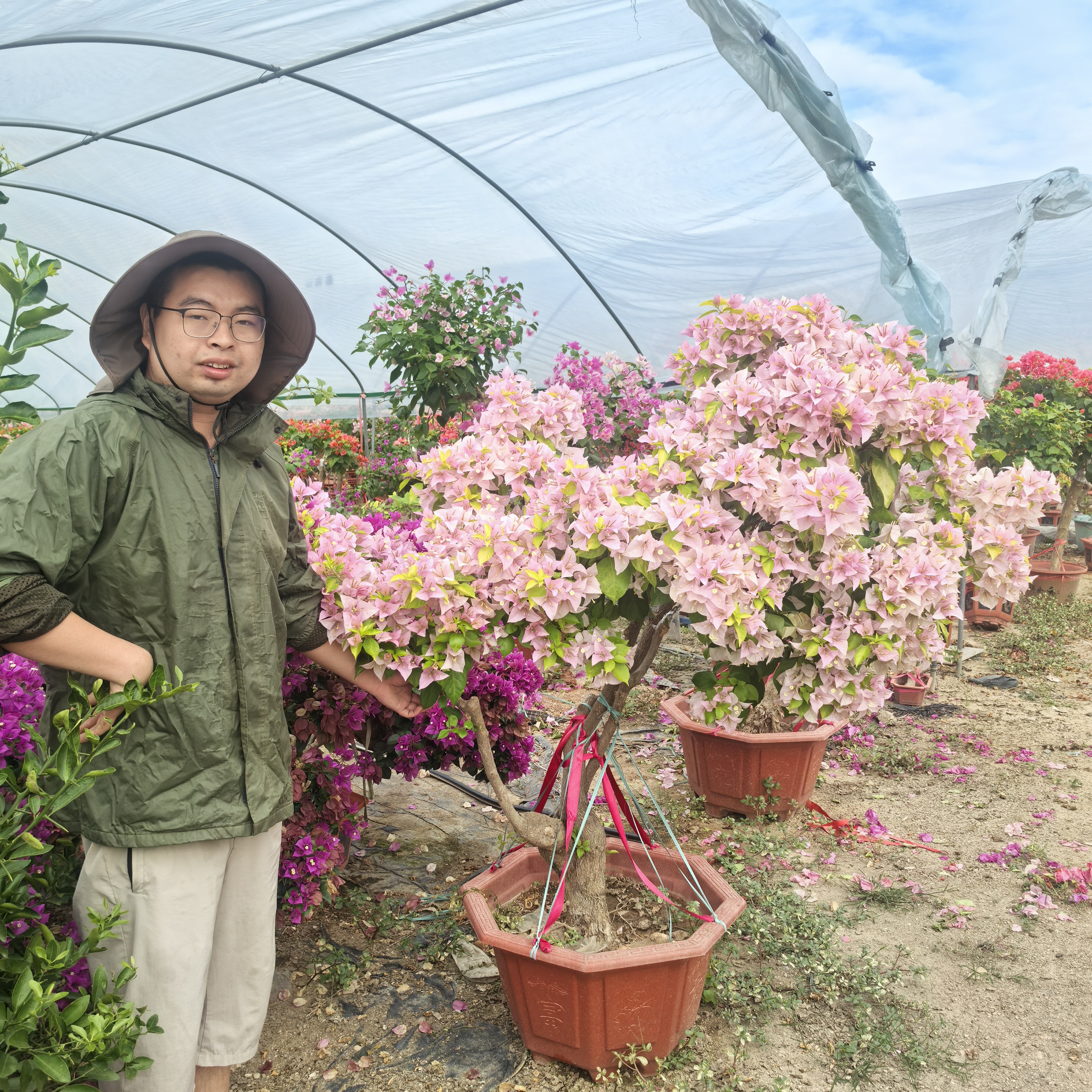 【一物一拍】三角梅花卉勤花四季开花爬藤植物阳台庭院种植养殖基地