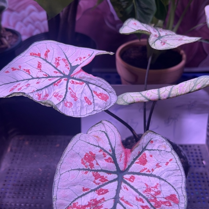 完全开放白草莓  热植