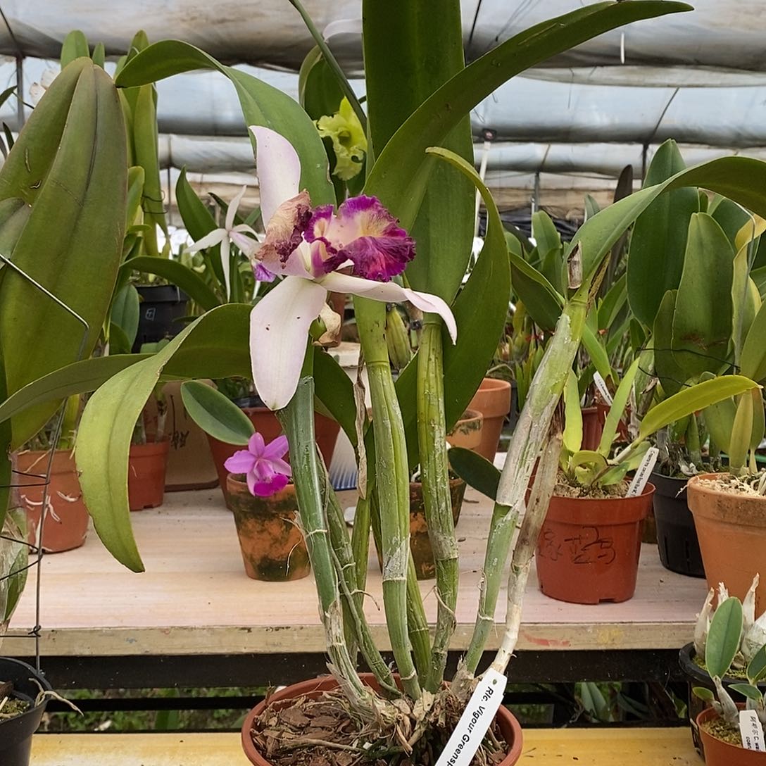 当前无花栽培后可以开花释****)玉娇龙寄养