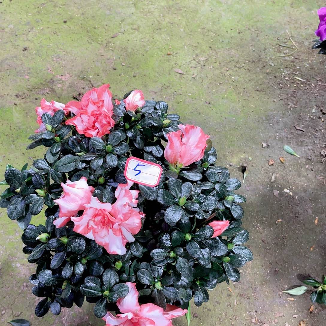 全部花苞杜鹃花，四季开花5