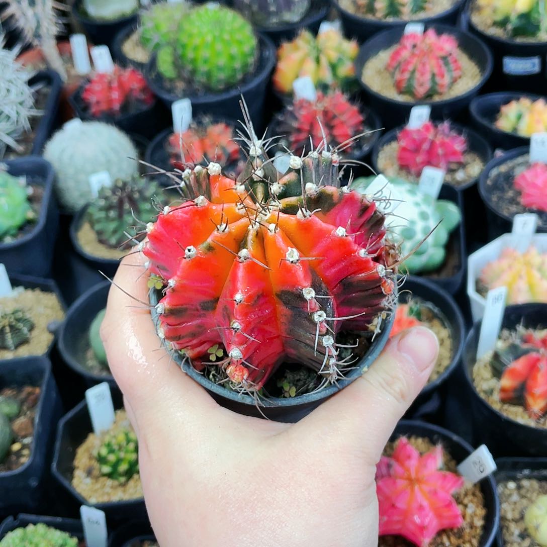 非偏远地区满25包邮发货仙人球