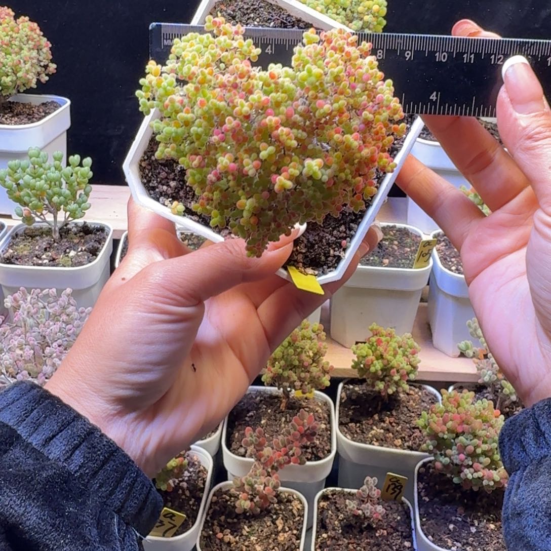 a335号蜜橘冠服9厘米左右