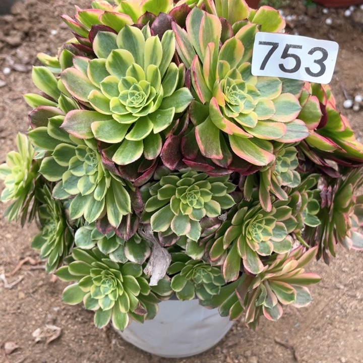 753:多肉植物朝霞