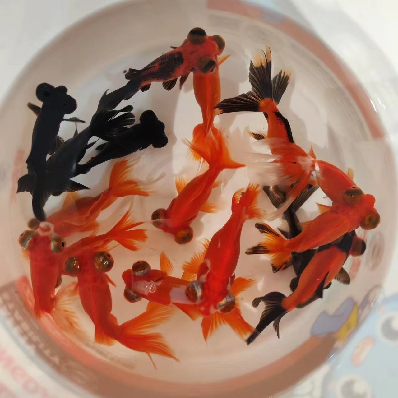 【经典款国粹狮头6-8厘米11条】观赏鱼冷水鱼多彩好养耐活新观赏鱼