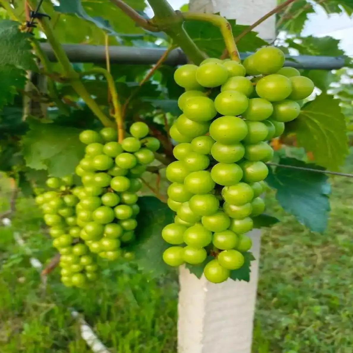 醉金香  夏黑砧木  嫁接苗  （一年苗）