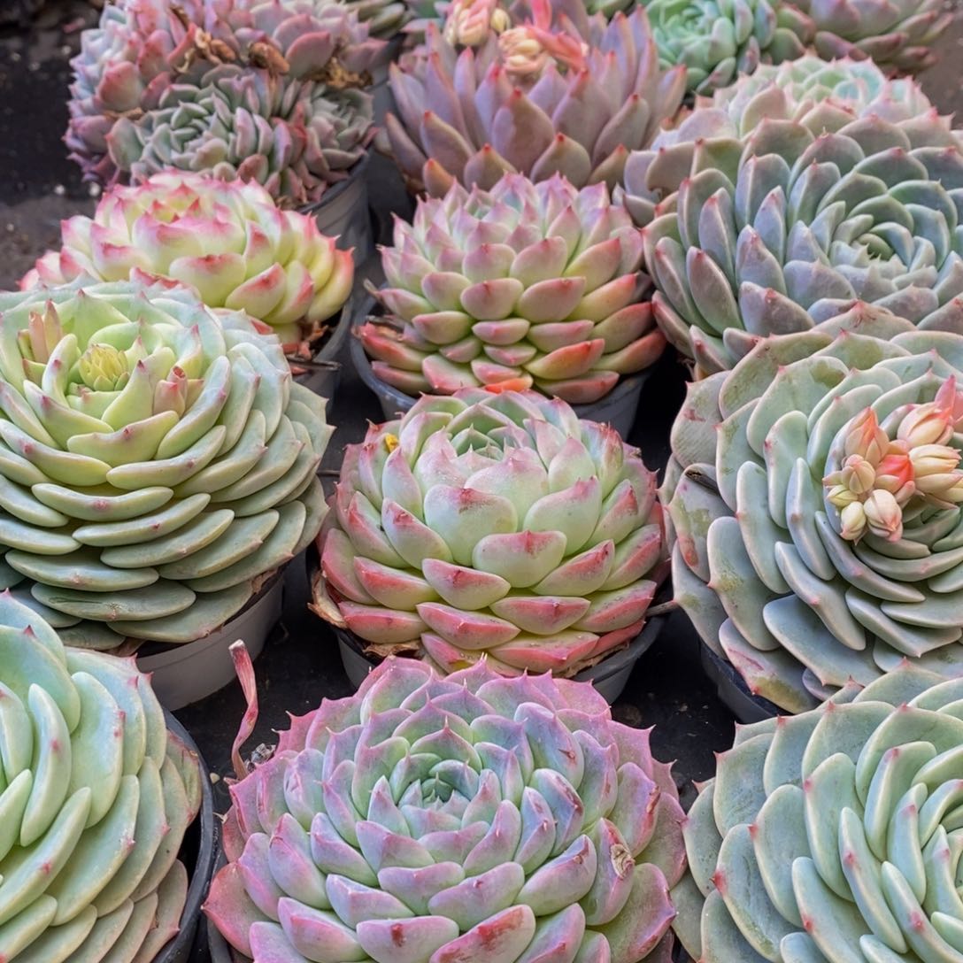 771多肉植物保护研究所所长的