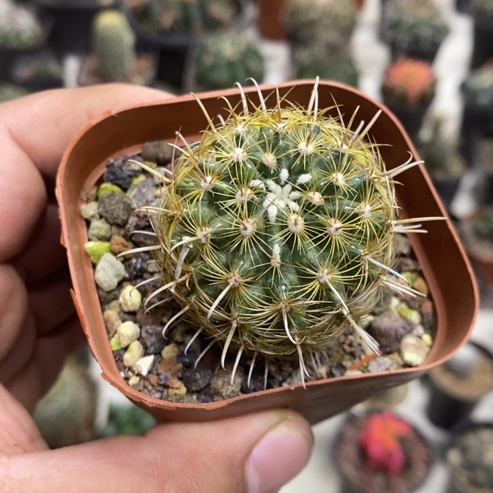 绿花金罗萨特价福利