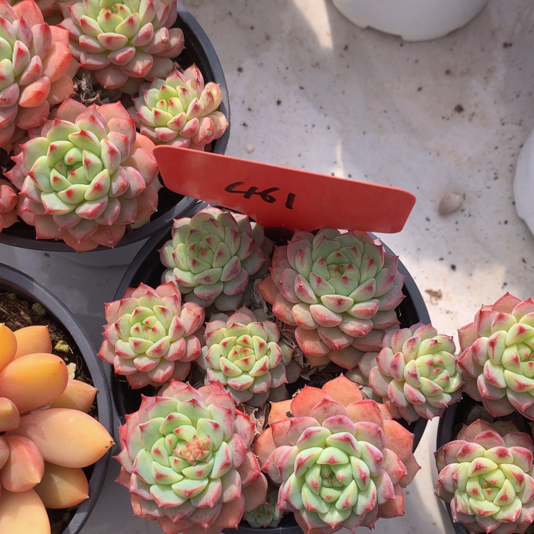 熊猫脸7272773737282738