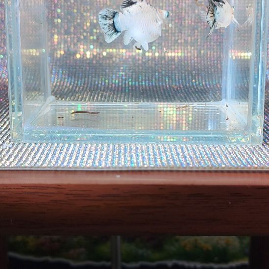 孔雀鱼三色皮卡丘钻眼