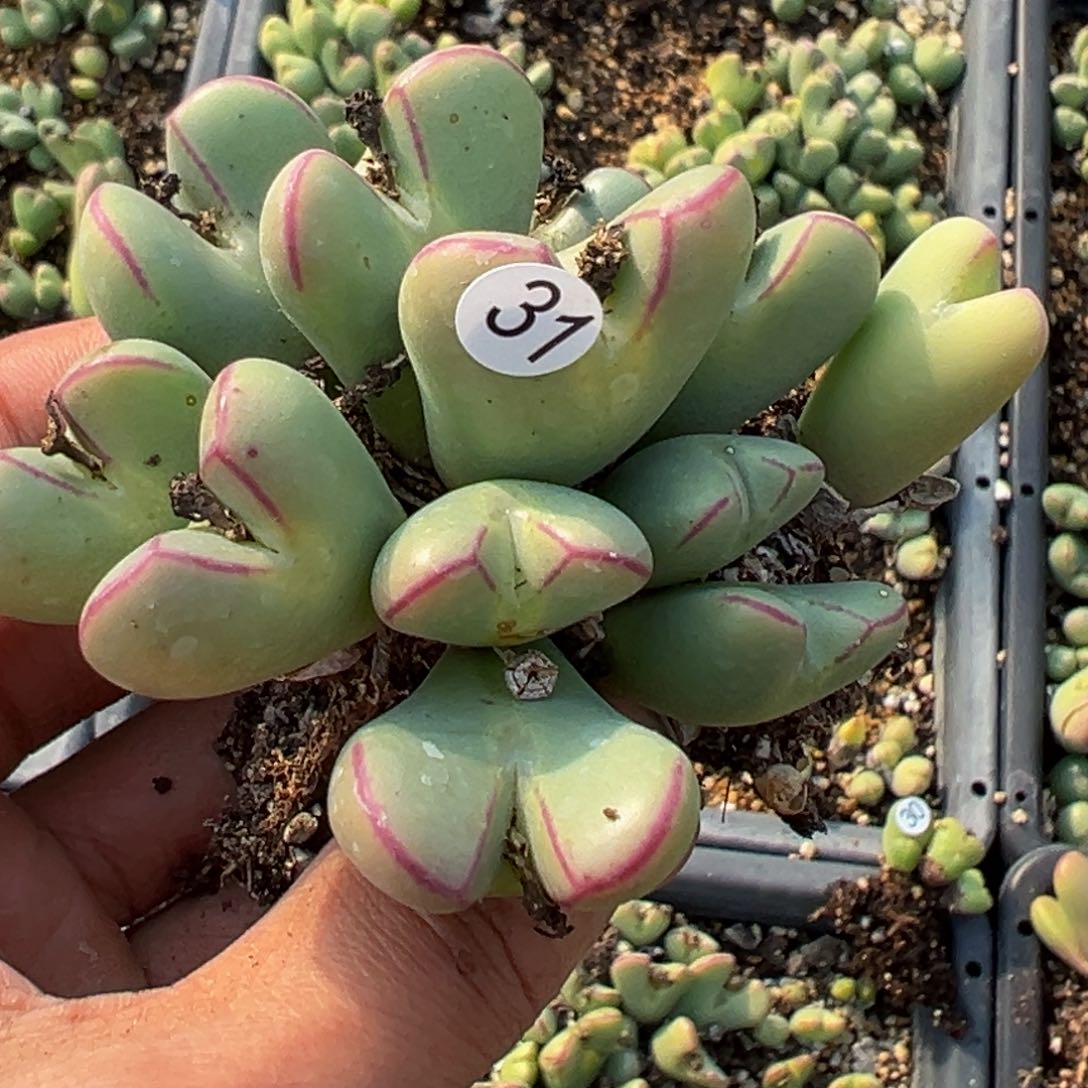 多肉植物111111111111