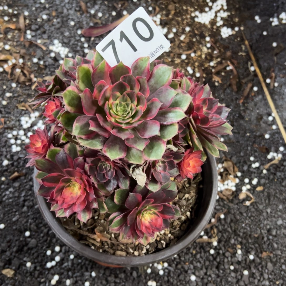 我是真的很喜欢这个