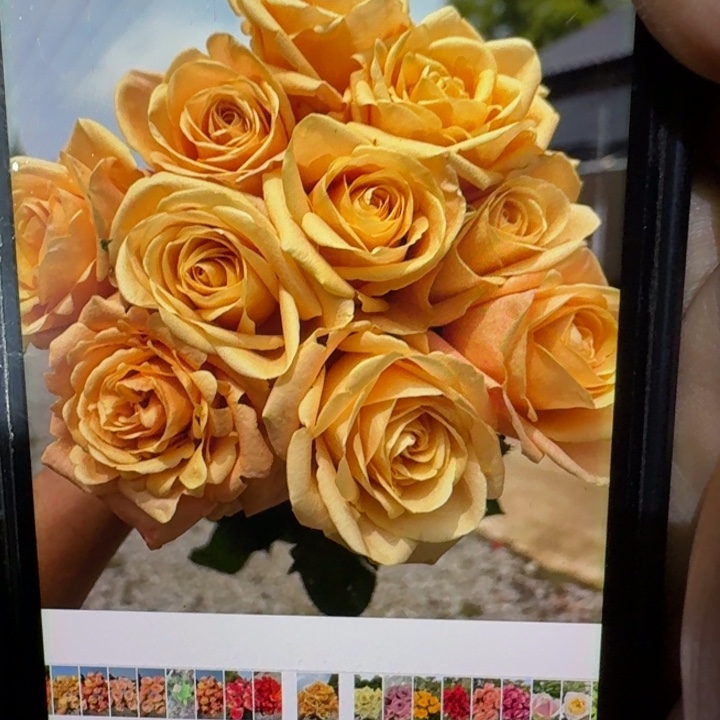 无花朵焦糖奶油小苗