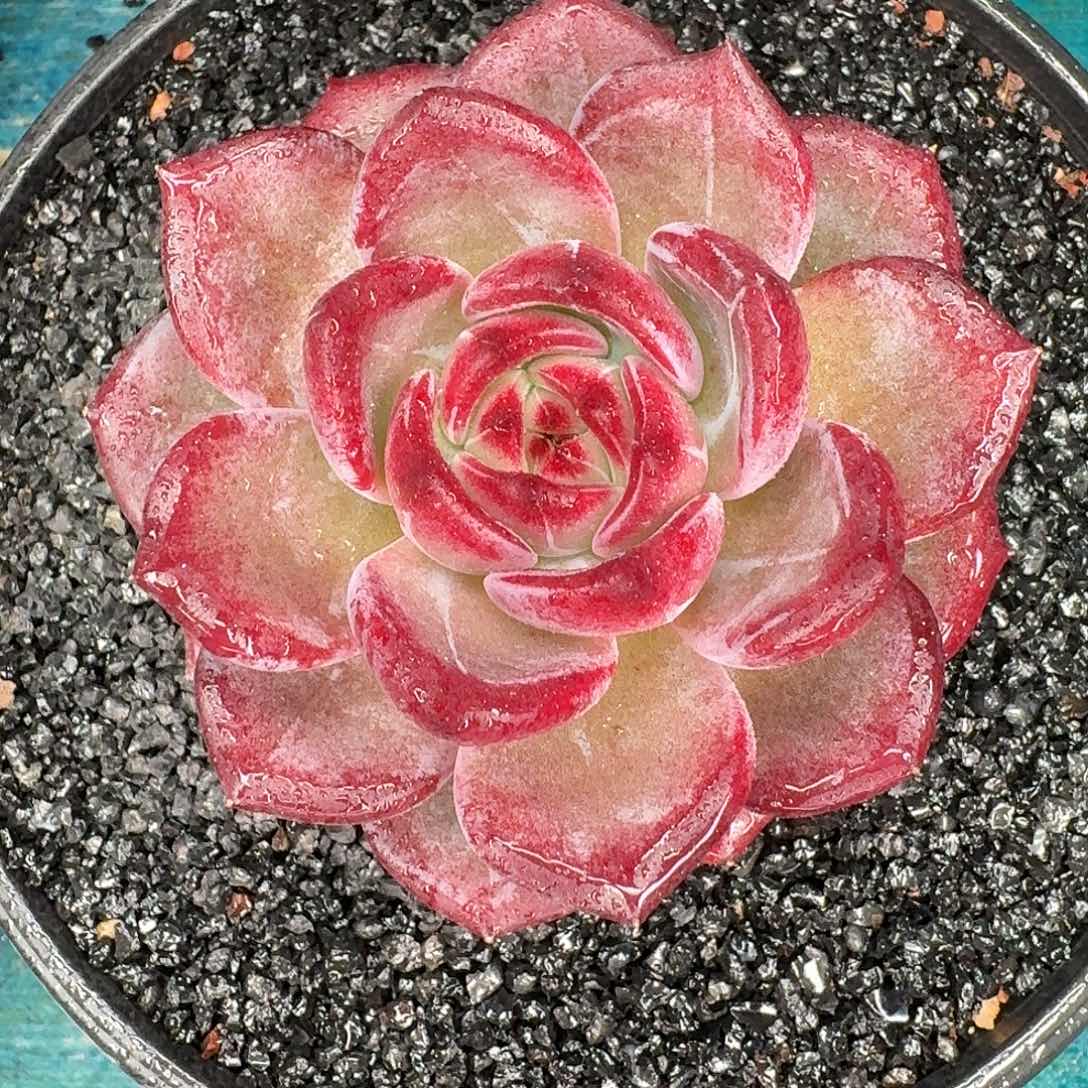 从前慢花园多肉编号-单头夜魔侠