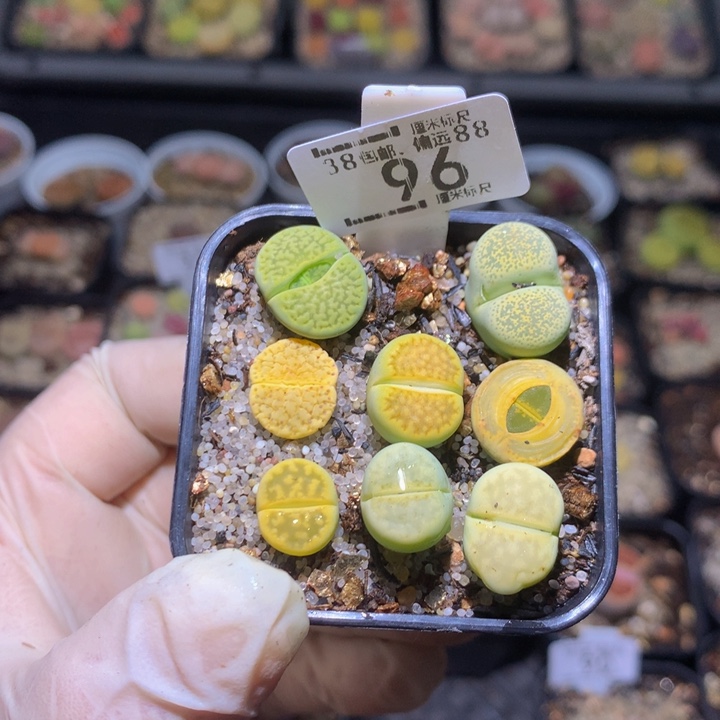 zzz精品生石花96