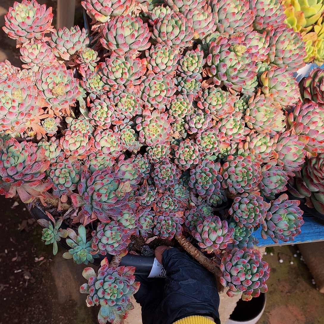 高***）蓝苹果300015吨肉多肉