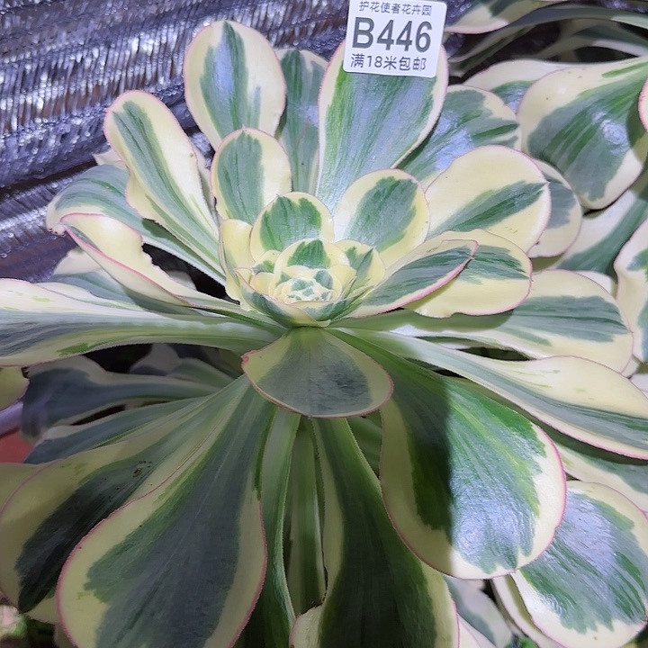 多肉法师燕资duoduo