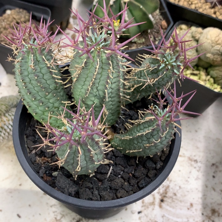 【闪购商品】开播福利开播福利实生