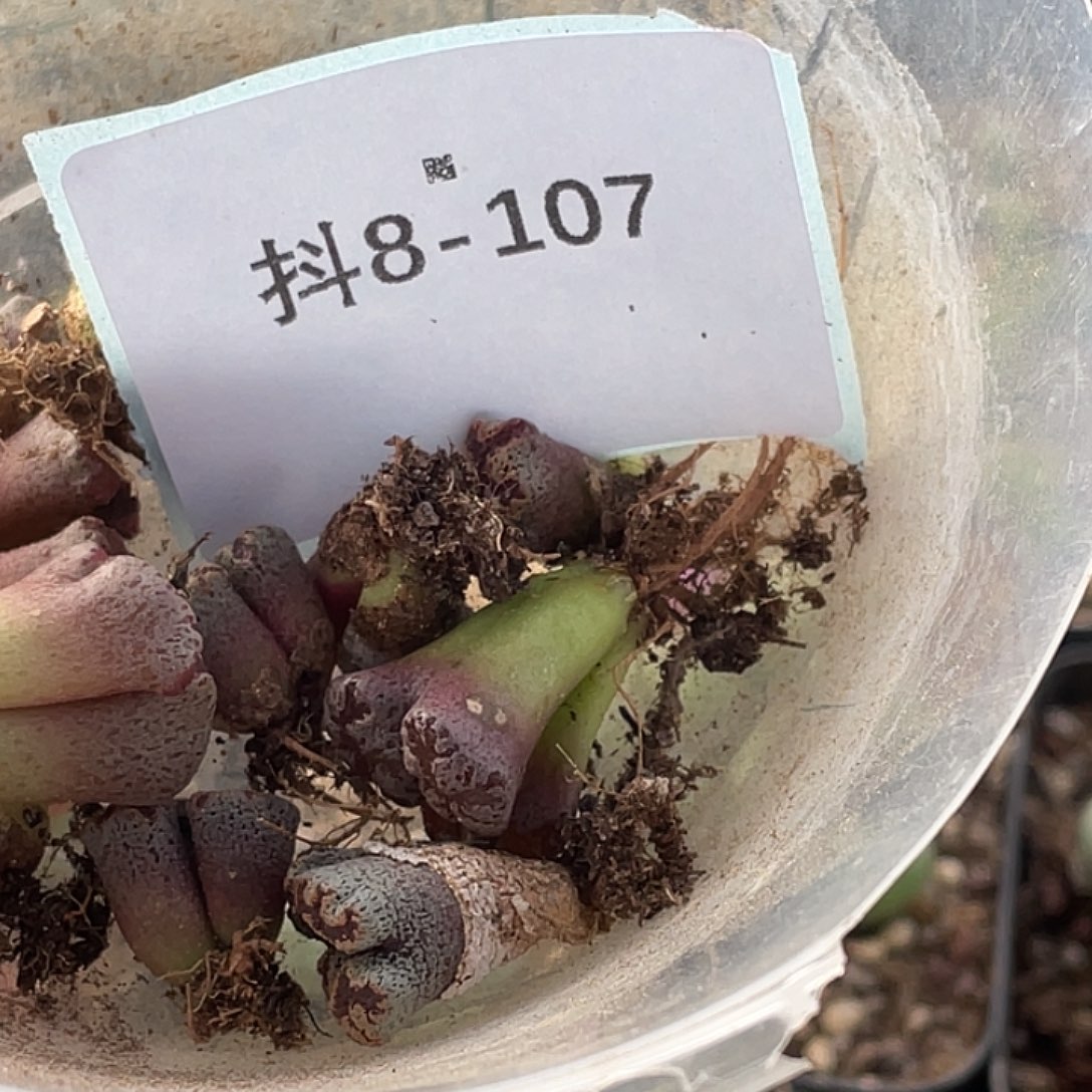 V***～8-107肉锥多肉植物