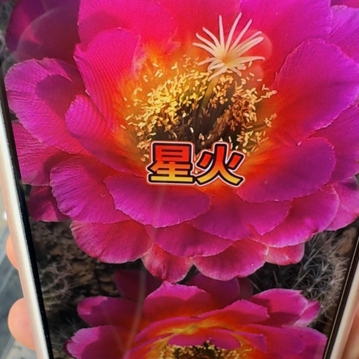 209毛星火歪5公分左右无根侧牙，20包邮