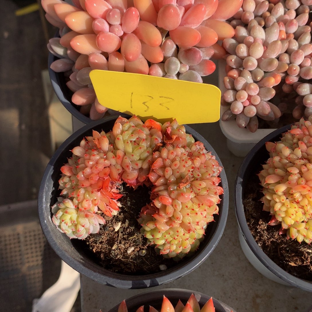 白胖子坠6262626262627