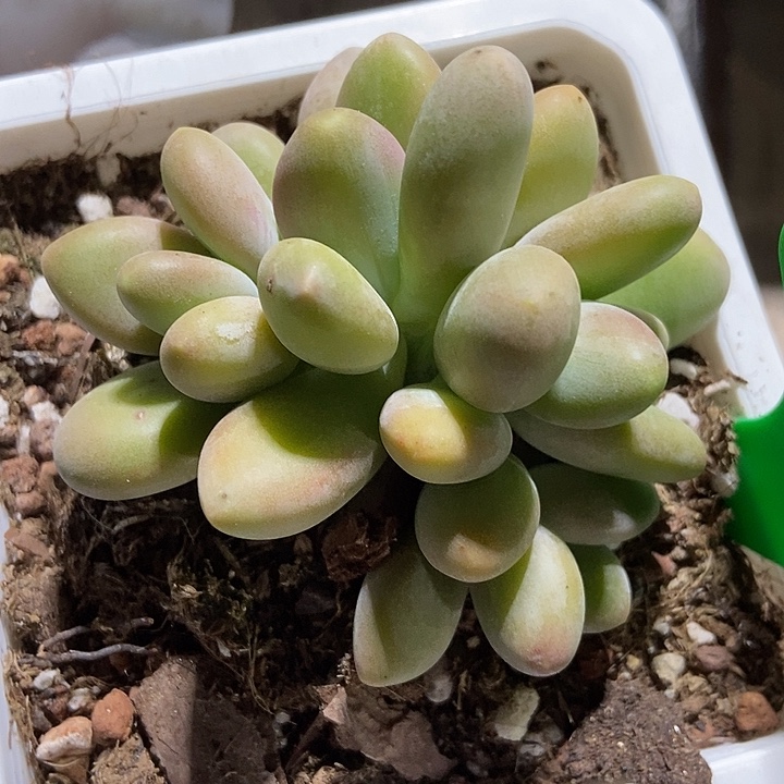 多肉植物芒果奶829多肉