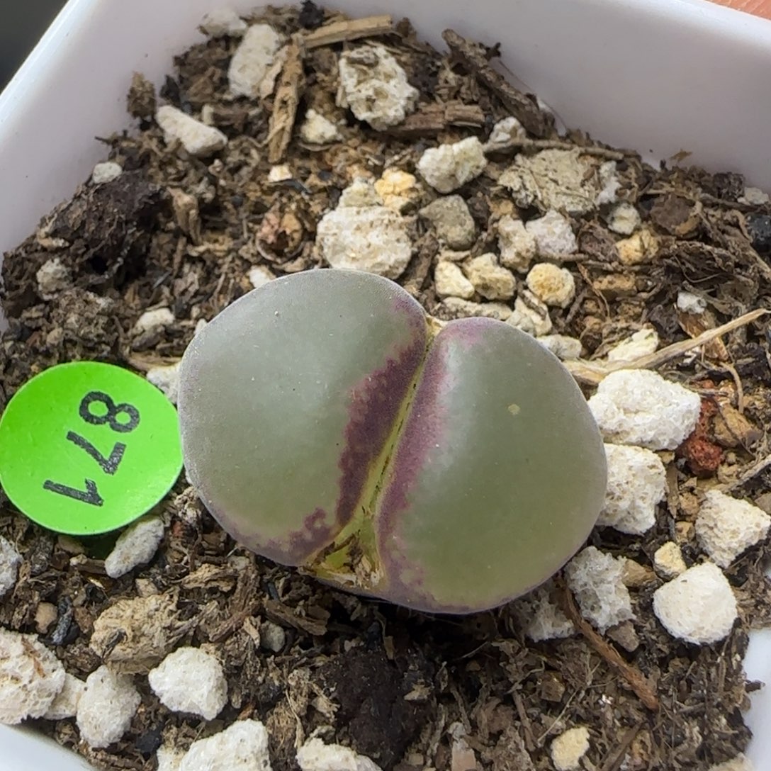 粉红女郎2.1+多肉871