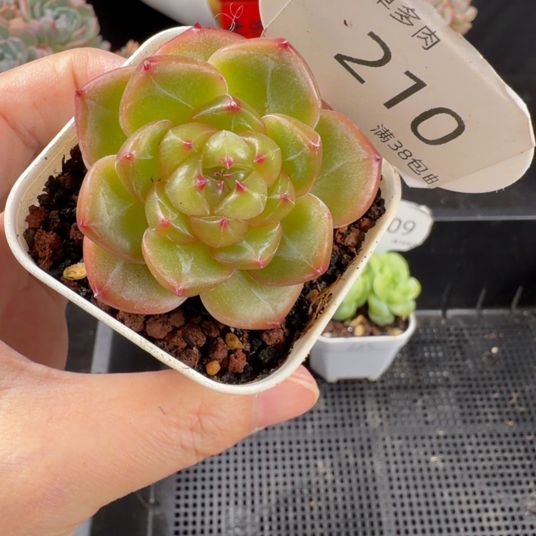 珍妮单头福利210号